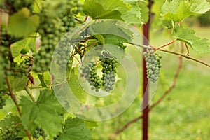 Growing grape in vineyard in the sunlight. Clusters of unripe grape close-up