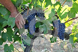 Growing grapes for Chianti Tuscany Italy