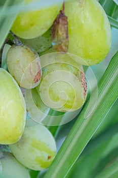 Growing grapes in garden