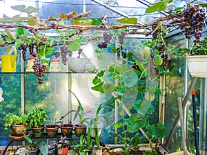 Growing grapes and melons in a small greenhouse