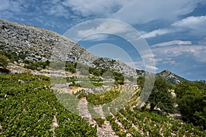 Growing grapes on the slopes of rocky mountains