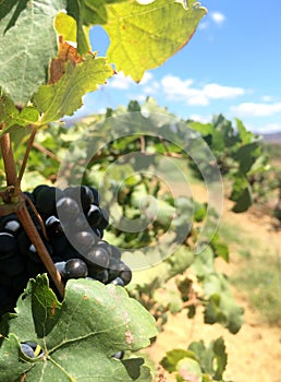 Growing grapes Syrah in the city Carora