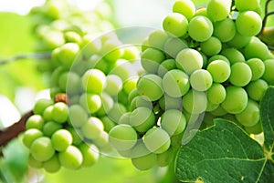Growing Grapes On Vineyard