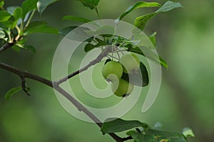 The growing green apples