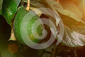 Growing green avocado