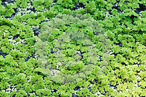 Growing Green Azolla microphylla .