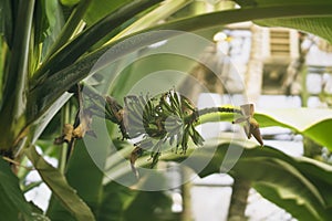 Growing green bananas with flower on banana palm tree, sunny day. Tropical foliage. Abstract natural pattern, exotic