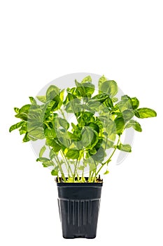 Growing green basil plants in pot isolated on white