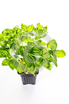 Growing green basil plants in pot isolated on white