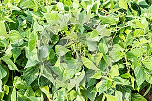 Growing green beans in a permaculture garden in summer