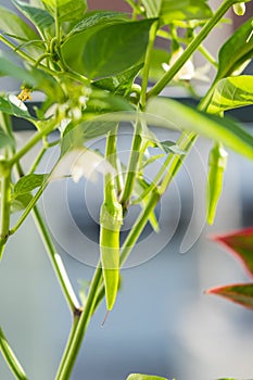 Growing a green chili pepper or also known as siling haba in the Philippines