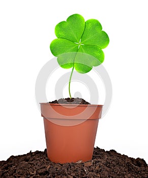 Growing green clover leaf in pot