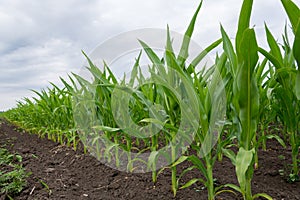 Growing green corn closeup, planted in neat rows, against a blue sky with clouds. Agriculture