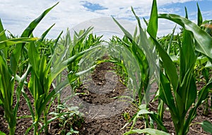 Growing green corn closeup, planted in neat rows, against a blue sky with clouds. Agriculture