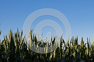 Growing green corn field with cloudy blue sky background