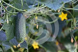 Growing green cucumber plant and ripe vegetables. Ecological fresh food backdrop from sustainable greenhouse