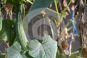 Growing green cucumber plant and ripe vegetables. Ecological fresh food backdrop from sustainable greenhouse