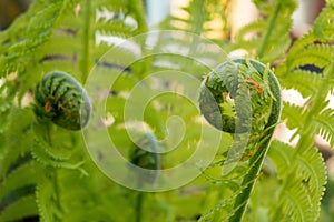 Growing green fern, young leaf is twisted, selective focus, nature background