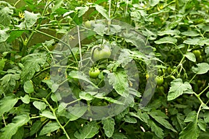 Growing green and flowering tomatoes in a greenhouse.