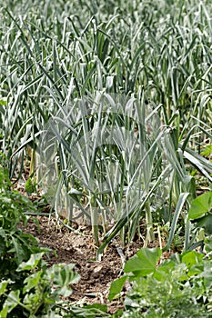 Growing green garlic in garden beds close-up