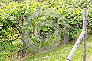Growing green grape fruit trees at farm