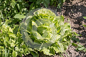 Growing green iceberg lettuce.