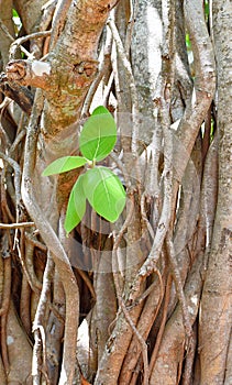 Growing Green Leaves, Branches and Aerial Roots of Sacred Fig - Ficus Religiosa - Pipal Tree photo