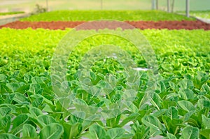 Growing green lettuce or organic salad vegetable With hydroponic systems in the greenhouse