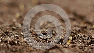 Growing Green Mustard Plants Agriculture Spring Timelapse