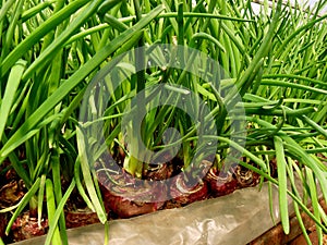 Growing green onion in hothouse
