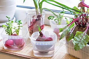 Growing green onion and various edible greens in water on windowsill closeup