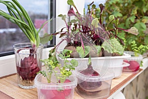 Growing green onions and different edible greens from radish and beetroot in water on windowsill at home