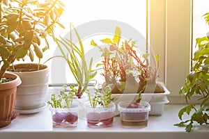 Growing green onions and different edible greens from radish and beetroot in water on windowsill at home in sunlight