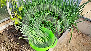 Growing green onions in a greenhouse