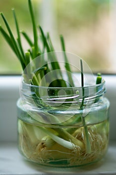 Growing green onions scallions in a glass jar full of water