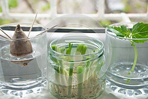 Growing green onions scallions from scraps, avocado from seed and rooting basil in water photo