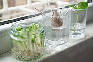 Growing green onions scallions from scraps, avocado from seed and rooting basil in water photo