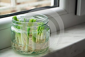 Growing green onions scallions from scraps in water