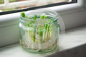 Growing green onions scallions from scraps in water