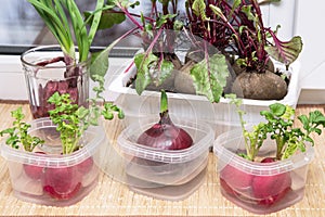 Growing green onions and various edible greens from radish and beetroot in water on the windowsill closeup at home