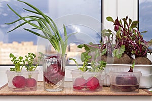 Growing green onions and various edible greens from radish and beetroot in water on windowsill at home