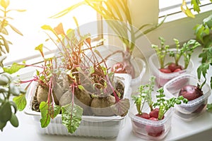 Growing green onions and various edible greens from radish and beetroot in water on windowsill at home in sunlight