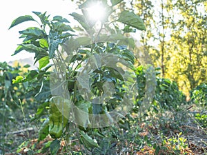 Growing green pepper