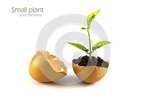 Growing green plant in egg shell isolated