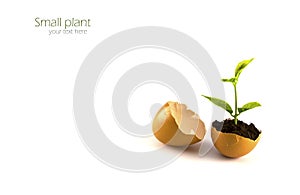 Growing green plant in egg shell isolated