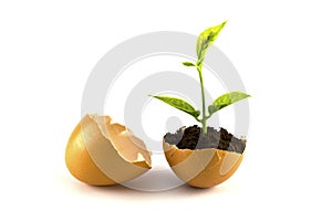 Growing green plant in egg shell isolated