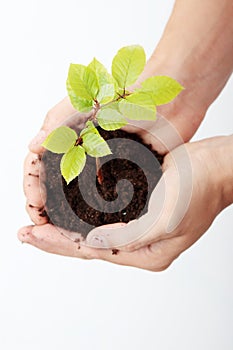 Growing green plant in a hand