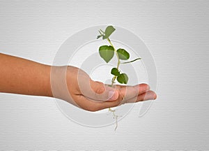 Growing green plant in a hand