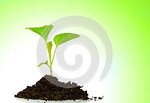 Growing green plant isolated