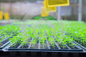 Growing green plant seedlings in industrial bedding agricultural plant nursery greenhouse, plantation, farm, garden background. Co